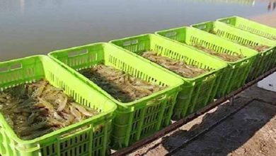 تولید میگوی بیشتر با توسعه فناوری‌های آب