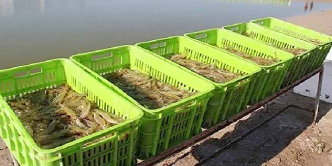 تولید میگوی بیشتر با توسعه فناوری‌های آب