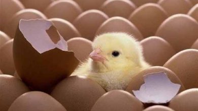 جوجه کشی از انواع نژادهای مرغ