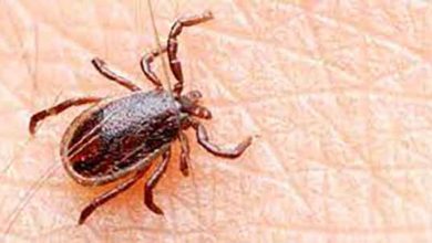 سازمان دامپزشکی درباره خطر بیماری تب کنگو هشدار داد