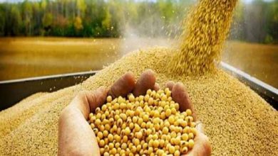 شبکه توزیع نهاده‌های دامی با مشکل مواجه است