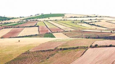 عملکرد کشت دیم در کلات صفر بود