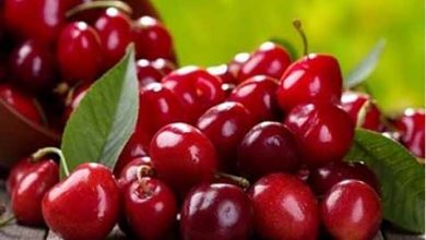 فرآوری نیمی از آلبالوهای باغات خمینی شهر