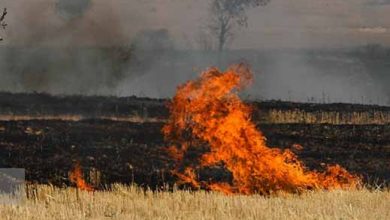 کشاورزان از آتش زدن مزارع خود بعد از برداشت محصول خودداری کنند