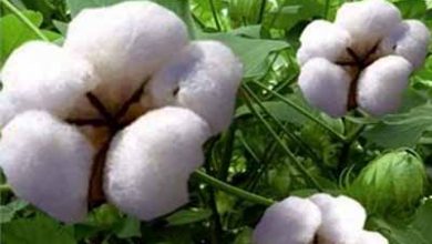 کشت ۱۰ رقم داخلی و خارجی پنبه در مزارع کشور