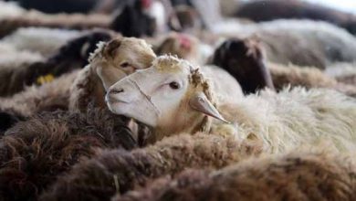 کشتار دام‌های مولد و آبستن ممنوع است