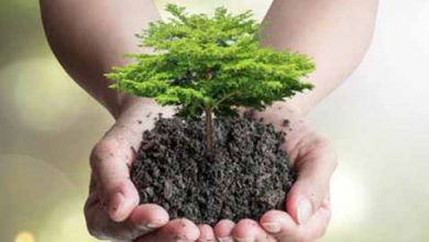 7 دلیل برای لزوم برنامه ریزی استراتژیک در حفظ نباتات کشور