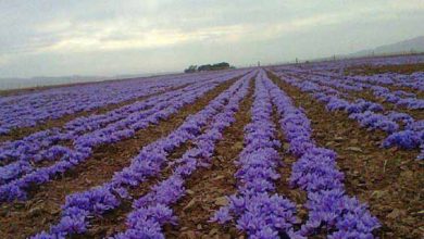 سطح زیرکشت زعفران در خراسان جنوبی افزایش یافت