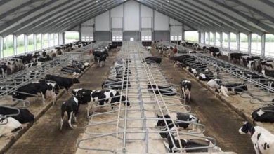 شاخص قیمت محصولات گاوداری‌های صنعتی کشور در بهار ١٤٠٠