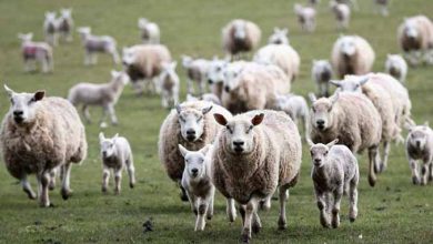 شروع یک فاجعه ملی با افزایش سه برابری کشتار دام مولد