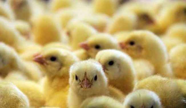 صنعت طیور چگونه می‌تواند از بحران خارج شود؟