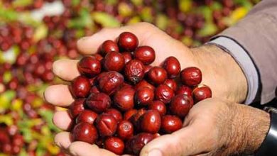 عرضه نامناسب بر قیمت عناب خراسان جنوبی اثر می‌گذارد