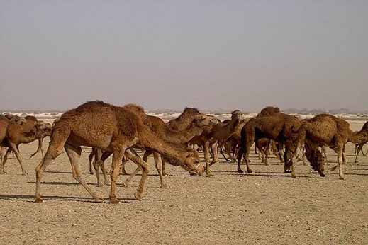 لزوم توسعه شتر و پرورش در مناطق بیابانی و کویری ایران
