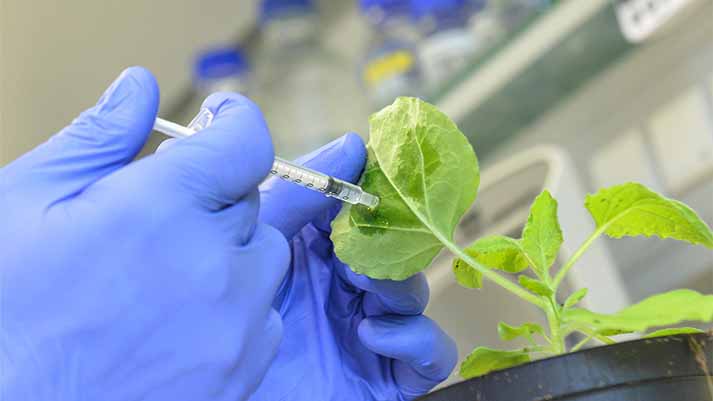 چالش­های گیاهپزشکی محصولات باغبانی کشور