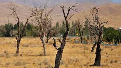 چند راهکار برای کاهش خسارات خشکسالی در باغات