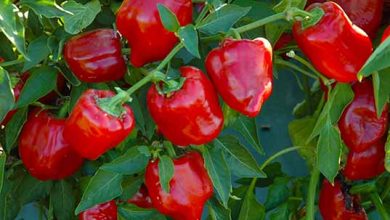 کشت فلفل دلمه‌ای با استفاده از سیستم هیدروپونیک
