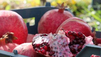 آغاز برداشت یاقوت سرخ در کازرون