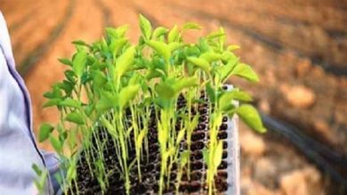 تغییر الگوی کشت؛ نیاز امروز حوزه کشاورزی خدابنده