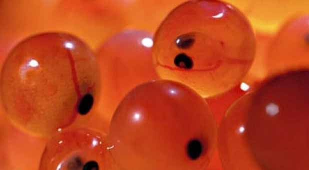 تولید ۲۵ درصد از نیاز کشور به تخم چشم زده ماهی قزل آلا در استان لرستان