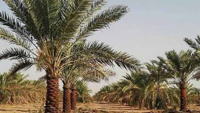 تیشه خشکسالی و دلالی برجان نخل‌های خوزستان