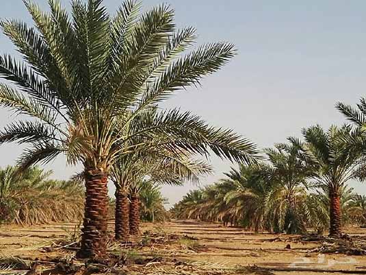 تیشه خشکسالی و دلالی برجان نخل‌های خوزستان
