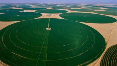دایره‌هایی حاصلخیز در دل بیابان
