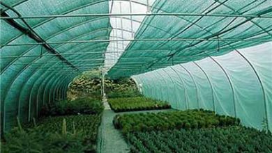 سایه‌بان‌؛ کاربردی‌ترین روش‌ کاهش مخاطرات در بخش کشاورزی