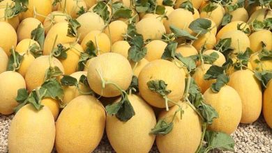 طعم شیرین خربزه زیر دندان دوستداران این میوه تابستانی