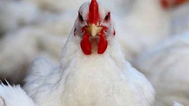 قیمت واقعی مرغ چقدر است؟