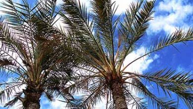 مرثیه نخل‌های بوشهر در سوگ آب