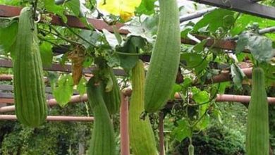 کاشت لوفا در رستم برای نخستین بار
