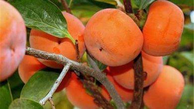 آغاز برداشت خرمالو در گیلان