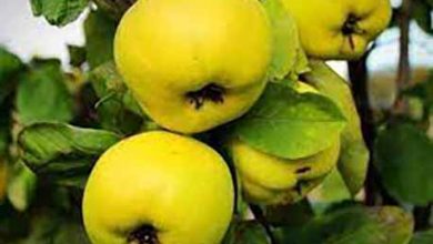 برداشت میوه ای شگفت انگیز از بزرگترین باغ به کشور در نطنز