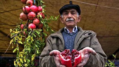 برگزاری جشنواره انار روستای لات از توابع رودبار الموت غربی