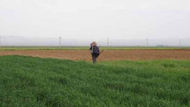 جیب خالی کشاورزان در پاییز کم باران