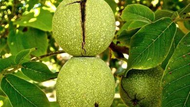 راهنمای خرید بهترین نهال گردو در گیلان