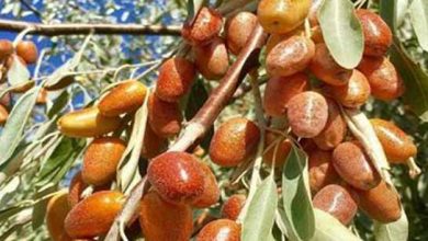 معرفی مناسب‌ترین ارقام نهال میوه در بیرجند