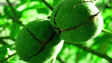 معرفی نهال های گردو مناسب در مازندران