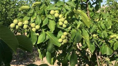 چه نژادهایی مناسب احداث باغ گردو در ایلام می باشند