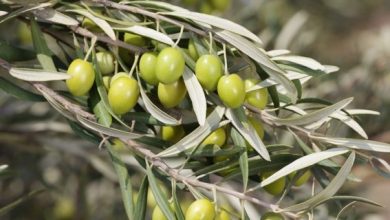 کار برداشت زیتون در کازرون آغاز شد