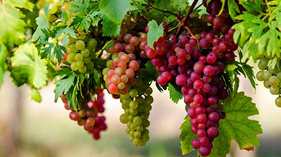 انگور استان مرکزی فاقد زنجیره‌ ویژه تولید