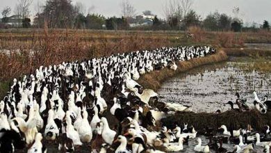 رونق پرورش گله‌ای اردک در مازندران