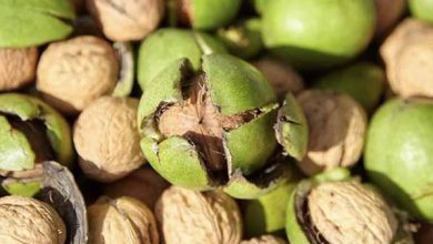 معرفی نهال گردوی مناسب استان کرمانشاه