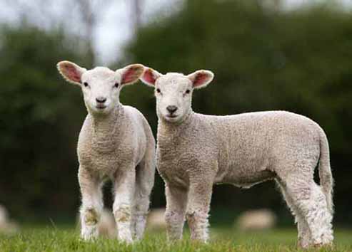 هشدار به کشتار زودتر از موعد گوسفند‌های بره ماده