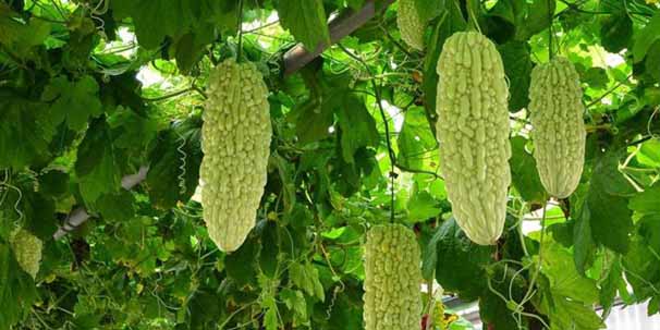 کشت کارلا برای اولین مرتبه در خلیل‌آباد