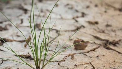 توقف شوری خاک؛ افزایش بهره‌وری خاک