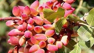 تولید پسته با روش آبیاری نوین سه برابر روش غرق آبی