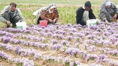 رونقی برای اقتصاد کشاورزی خراسان جنوبی