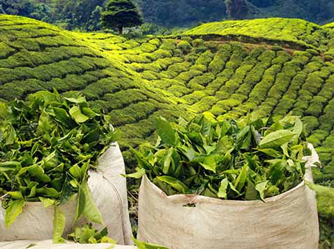سریلانکا ۲۵۱ میلیون دلار بدهی نفتی خود به ایران را با چای پرداخت می‌کند