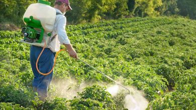 مصرف سموم در محصولات کشاورزی ایران یک‌چهارم میانگین جهانی است